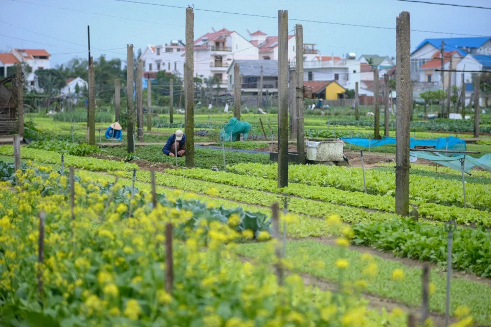 Nông sản đang có