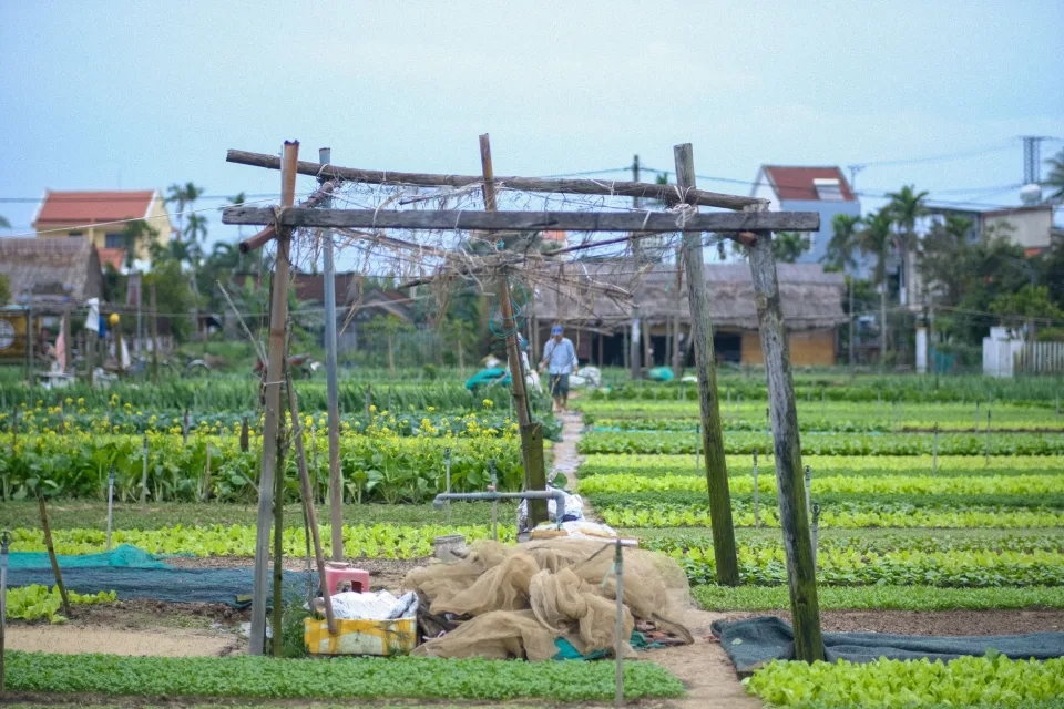 Luống rau đang vào vụ